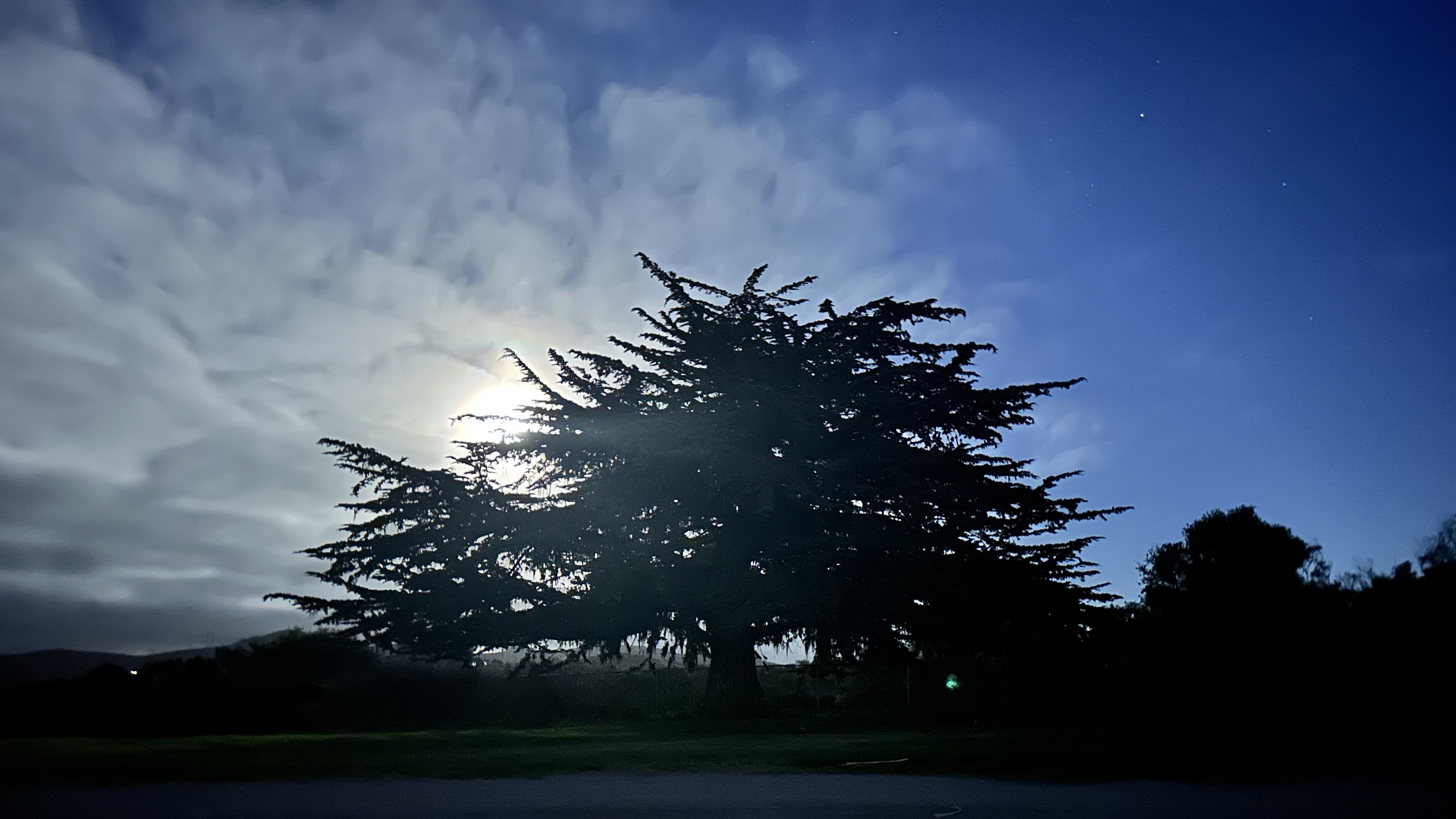 LOMS Glorious Cypress Silhouette