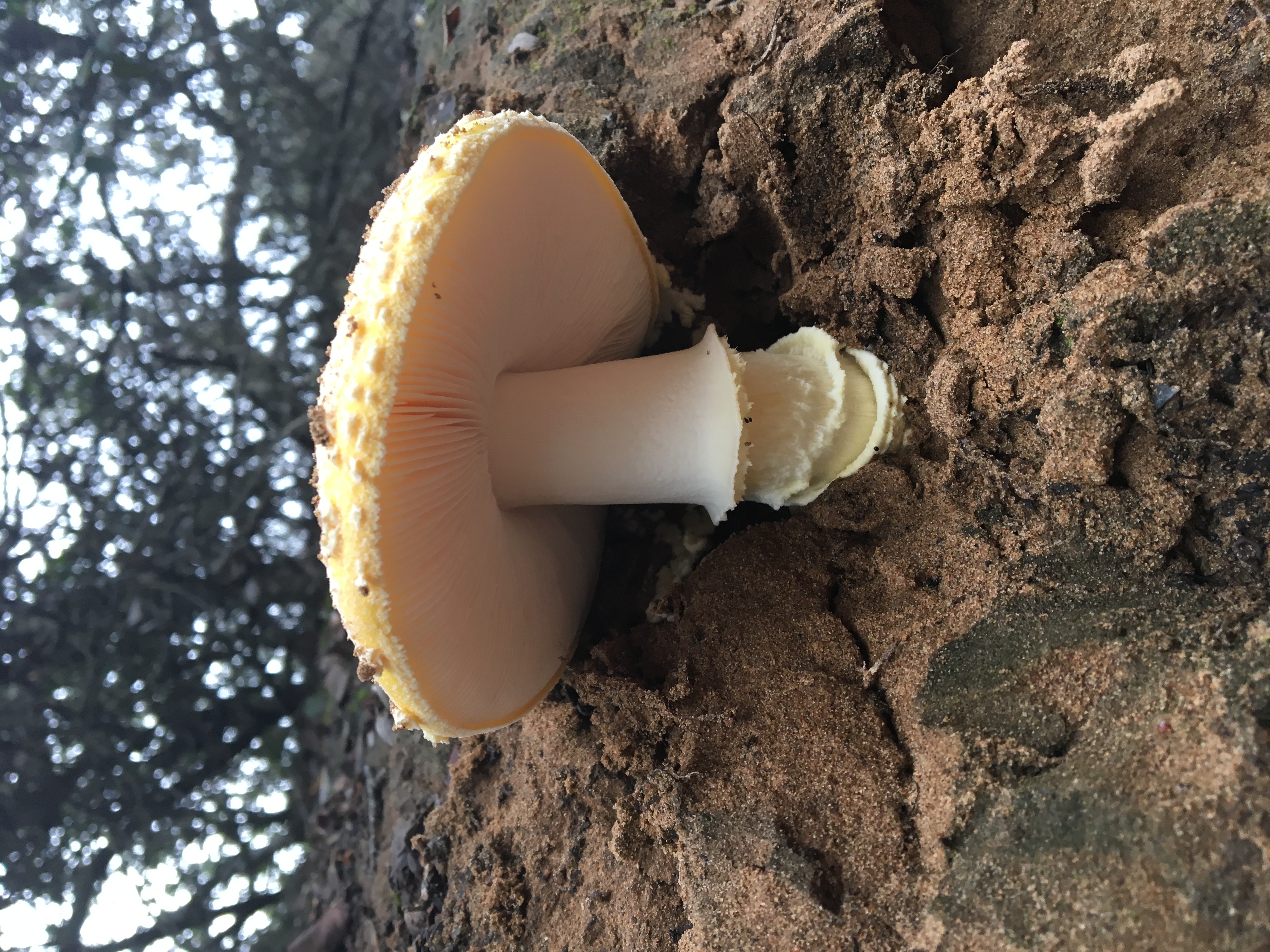 Mushroom in Full Majesty