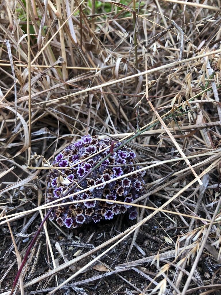 Purple Wildflower Cluster